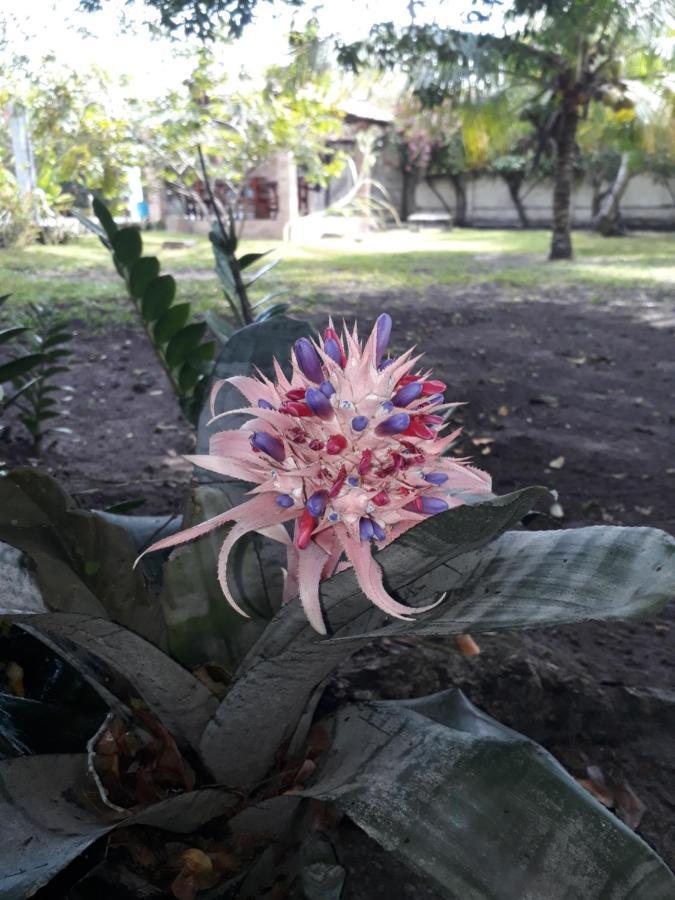 Refugio Das Bouganvillea Igarassu المظهر الخارجي الصورة